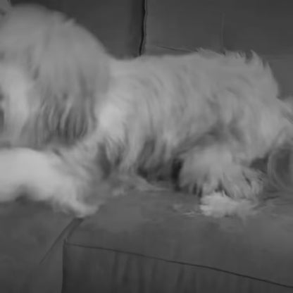 FurLight™ – Rodillo LED para Mascotas